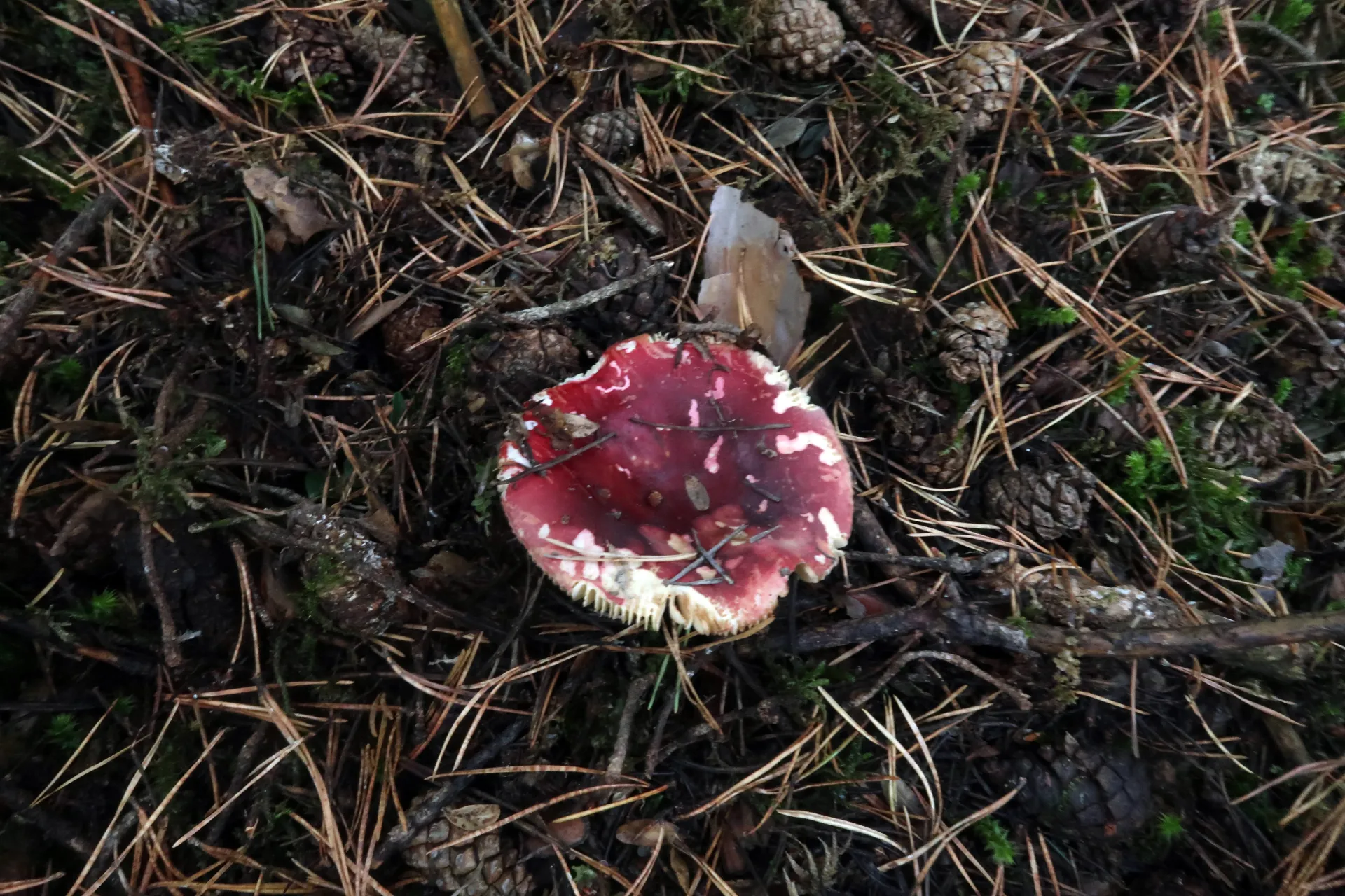 Russula xerampelina - 1 - IMG_7364